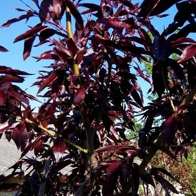 Персик БУРГУНДИ краснолистный  Персик БУРГУНДИ краснолистный в Грозном