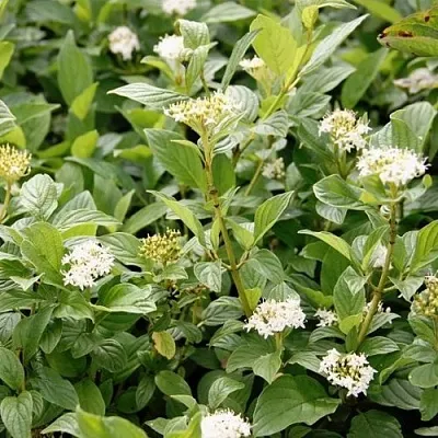 Дерен ФЛАВИРАМЕА отпрысковый   Дерен ФЛАВИРАМЕА отпрысковый  в Грозном