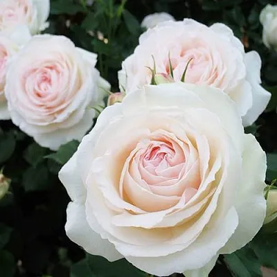 Саженцы роз ПАЛЕ РОЯЛЬ плетистая  Саженцы роз ПАЛЕ РОЯЛЬ плетистая в Грозном