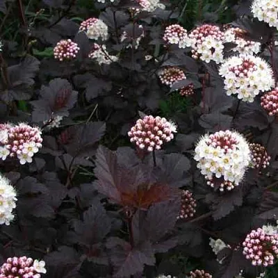 Пузыреплодник ДИАБЛО  Пузыреплодник ДИАБЛО в Грозном