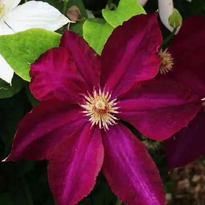 Клематис МАЗОВШЕ  Клематис МАЗОВШЕ в Грозном