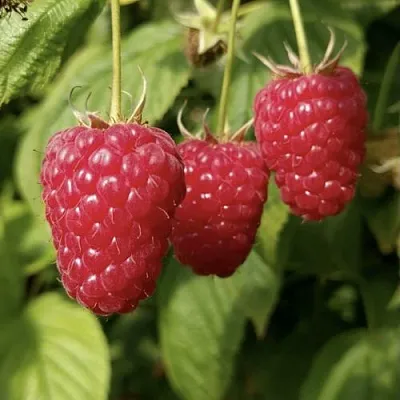 Малина МАПЕМА   Малина МАПЕМА  в Грозном