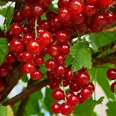 Смородина красная НАТАЛИ  Смородина красная НАТАЛИ в Грозном