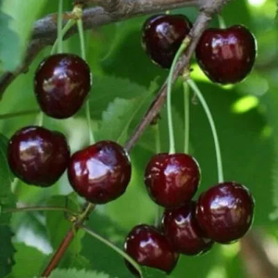 Черешня НАРОДНАЯ — описание сорта Черешня НАРОДНАЯ в Грозном