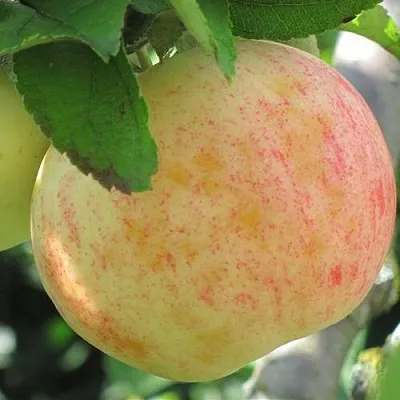 Яблоня ЛЕТНЕЕ СЛАДКОЕ  Яблоня ЛЕТНЕЕ СЛАДКОЕ в Грозном