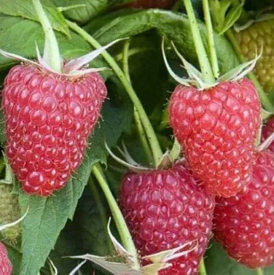 Малина ЕВРАЗИЯ  Малина ЕВРАЗИЯ в Грозном