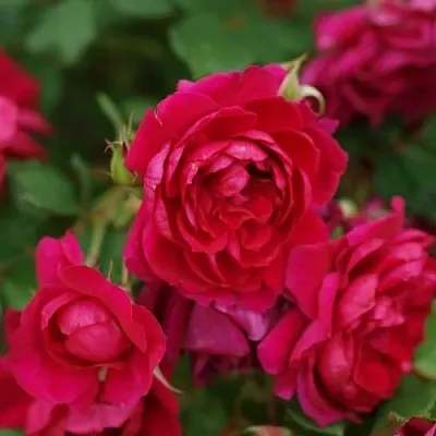 Саженцы роз КВАДРА плетистая  Саженцы роз КВАДРА плетистая в Грозном