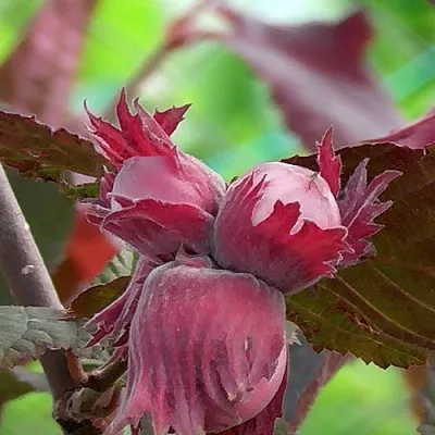 Фундук КАРДИНАЛ  Фундук КАРДИНАЛ в Грозном