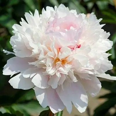 Пион АЛЕРТИ травянистый  Пион АЛЕРТИ травянистый в Грозном