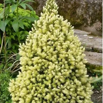 Ель МАЙГОЛД колючая  Ель МАЙГОЛД колючая в Грозном