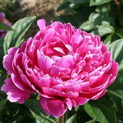 Пион СЕБАСТЬЯН МААС травянистый  Пион СЕБАСТЬЯН МААС травянистый в Грозном