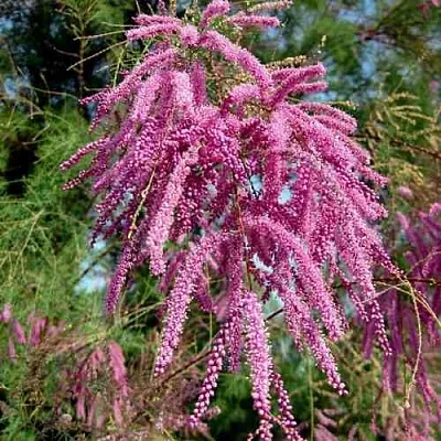 Тамарикс ПИНК КАСКАД в Грозном