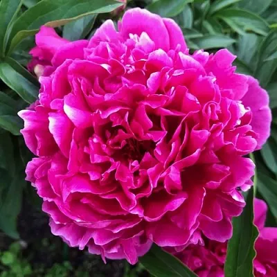 Пион КАРЛ РОЗЕНФЕЛЬД травянистый  Пион КАРЛ РОЗЕНФЕЛЬД травянистый в Грозном