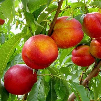 Нектарин ХАРБЛЕЙЗ  Нектарин ХАРБЛЕЙЗ в Грозном