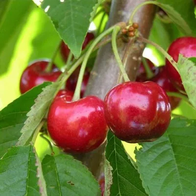 Черешня 15-26-5 — описание сорта Черешня 15-26-5 в Грозном