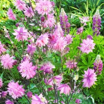 Аквилегия БАРЛОУ ПИНК гибрид МакКаны — описание сорта Аквилегия БАРЛОУ ПИНК гибрид МакКаны в Грозном