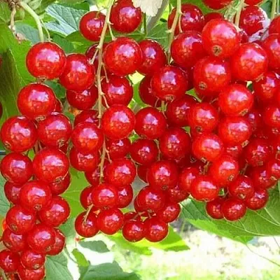 Смородина красная ФЕРТОДИ  Смородина красная ФЕРТОДИ в Грозном