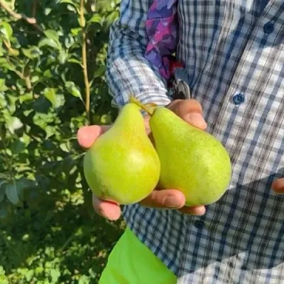 Груша ЗАРЕЧНАЯ КОМПАКТНАЯ  Груша ЗАРЕЧНАЯ КОМПАКТНАЯ в Грозном