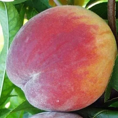 Персик ТОП СВИТ  Персик ТОП СВИТ в Грозном