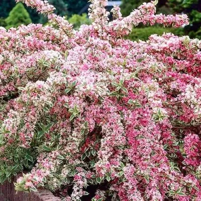 Вейгела САННИ ПРИНЦЕСС — описание сорта Вейгела САННИ ПРИНЦЕСС в Грозном