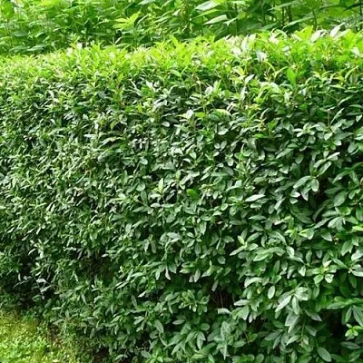 Бирючина обыкновенная  Бирючина обыкновенная в Грозном