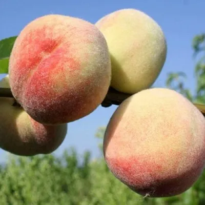 Персик ДОНЕЦКИЙ БЕЛЫЙ  Персик ДОНЕЦКИЙ БЕЛЫЙ в Грозном