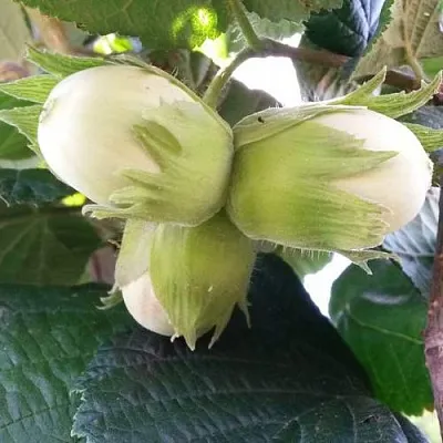 Фундук ЮННАТ  Фундук ЮННАТ в Грозном