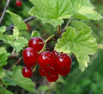 Смородина альпийская ШМИДТ  Смородина альпийская ШМИДТ в Грозном