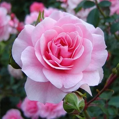 Саженцы роз БОНИКА флорибунда  Саженцы роз БОНИКА флорибунда в Грозном