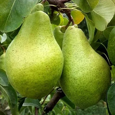 Груша НОЯБРЬСКАЯ ЗИМНЯЯ  Груша НОЯБРЬСКАЯ ЗИМНЯЯ в Грозном