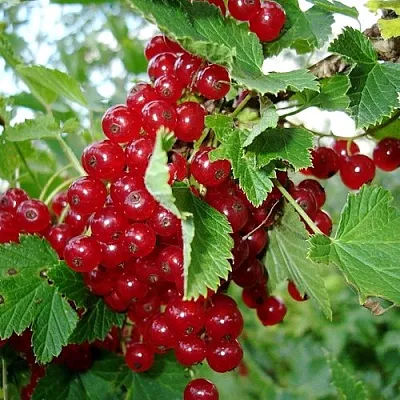 Смородина красная ГОЛЛАНДСКАЯ КРАСНАЯ  Смородина красная ГОЛЛАНДСКАЯ КРАСНАЯ в Грозном