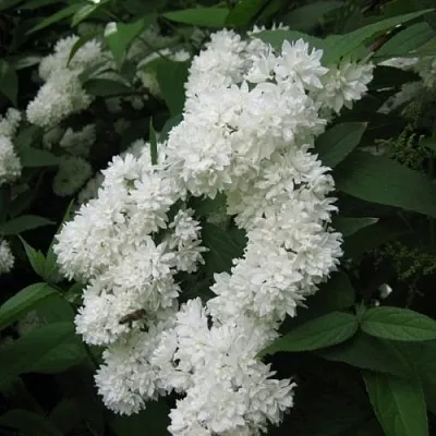 Дейция КАНДИДИССИМА шершавая  Дейция КАНДИДИССИМА шершавая в Грозном