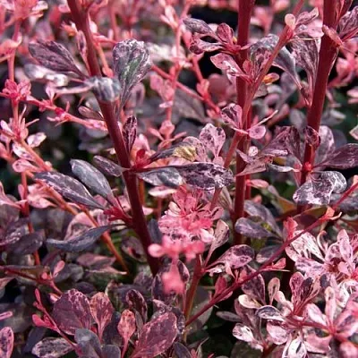 Барбарис АРЛЕКИН тунберга в Грозном