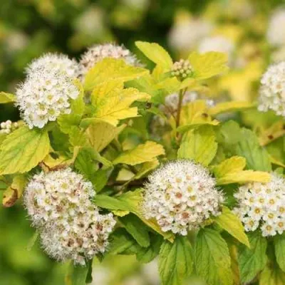 Пузыреплодник АНГЕЛ ГОЛД в Грозном