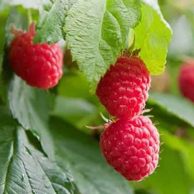 Малина МАРАВИЛЛА  Малина МАРАВИЛЛА в Грозном