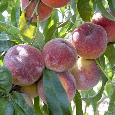 Персик ЗАРМЕНЮ  Персик ЗАРМЕНЮ в Грозном