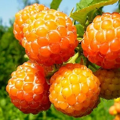 Жёлтая  Жёлтая в Грозном