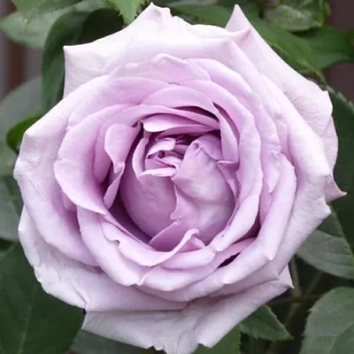 Саженцы роз ИНДИГОЛЕТТА плетистая  Саженцы роз ИНДИГОЛЕТТА плетистая в Грозном