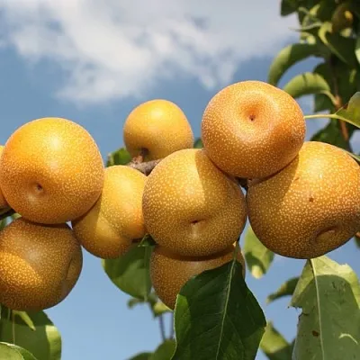 Груша азиатская  Груша азиатская в Грозном