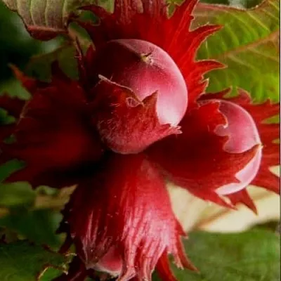 Фундук БАГРЯНЕЦ  Фундук БАГРЯНЕЦ в Грозном