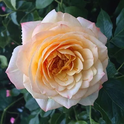 Саженцы роз АБЕЙ ДЕ СЕНТ-АМАН шраб  Саженцы роз АБЕЙ ДЕ СЕНТ-АМАН шраб в Грозном