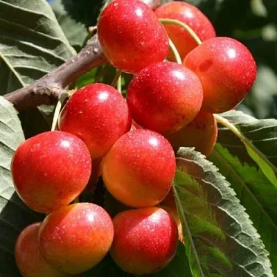 Черешня ГАСТИНЕЦ в Грозном