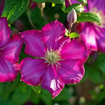 Клематис КАРМЕНСИТА  Клематис КАРМЕНСИТА в Грозном