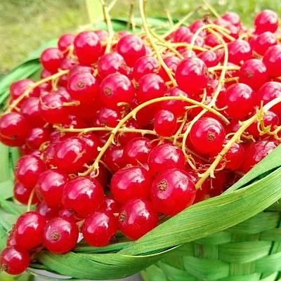 Красная  Красная в Грозном