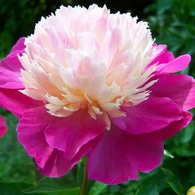 Пион ГЕЙ ПАРИ травянистый  Пион ГЕЙ ПАРИ травянистый в Грозном