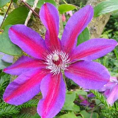 Клематис АКАИШИ  Клематис АКАИШИ в Грозном