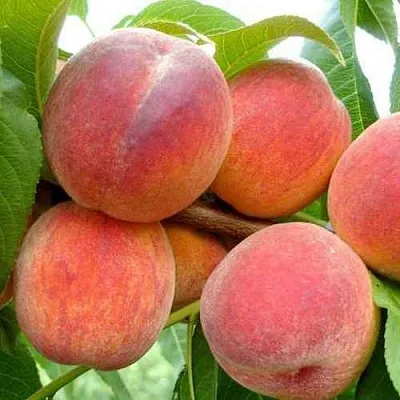 Персик ФЛЕМИНГ ФЬЮРИ  Персик ФЛЕМИНГ ФЬЮРИ в Грозном