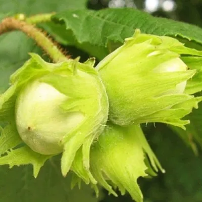 Фундук КАТАЛОНСКИЙ  Фундук КАТАЛОНСКИЙ в Грозном