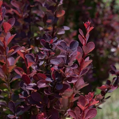 Барбарис ХЕЛМОНД ПИЛЛАР тунберга в Грозном