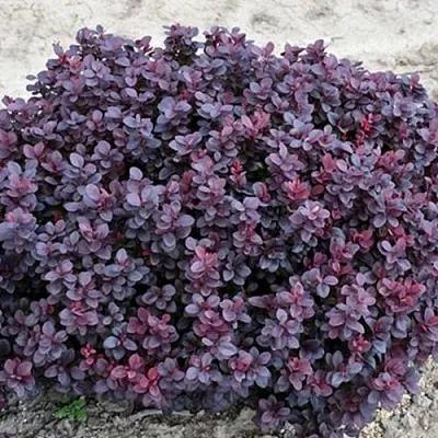 Барбарис КОНКОРД тунберга в Грозном